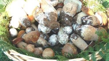 PORCINI E POLENTA