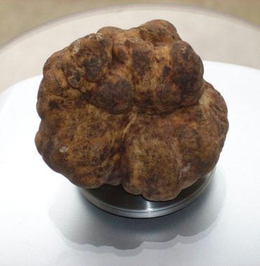 Castell'Azzara celebra il tartufo tra libri, mercatini e percorsi