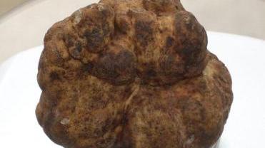 Castell'Azzara celebra il tartufo tra libri, mercatini e percorsi