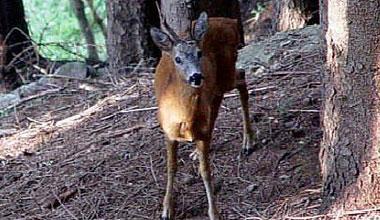 I vigili del fuoco salvano un capriolo caduto nel fiume