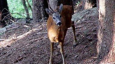 I vigili del fuoco salvano un capriolo caduto nel fiume