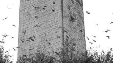 Gli storni, un flagello annunciato Danni per aziende agricole e cittadini