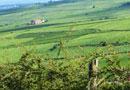 Peccato recintare quella pineta
