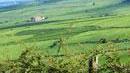 Peccato recintare quella pineta