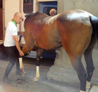 Il cavallo del Cervo Bianco ferito ad una zampa A fianco un momento della Giostra dello scorso anno 
