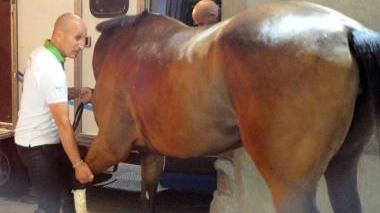 Il cavallo del Cervo Bianco ferito ad una zampa A fianco un momento della Giostra dello scorso anno