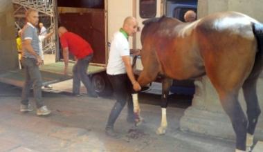 Stasera la Giostra dell'Orso: Drago favorito, Cervo Bianco sfortunato