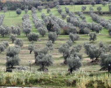 Mosca olearia, scatta l'allarme I produttori: danni già rilevanti