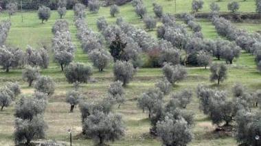 Mosca olearia, scatta l'allarme I produttori: danni già rilevanti