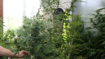 <b>DENUNCIATO.</b> Coltivava marijuana