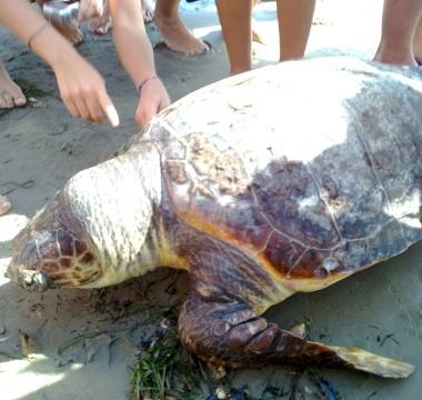La tartaruga sulla spiaggia 