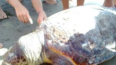 La tartaruga sulla spiaggia