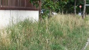 Erba alta e cigli incolti, aree verdi trascurate