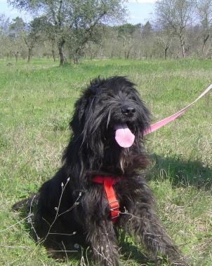 SOS ANIMALI
