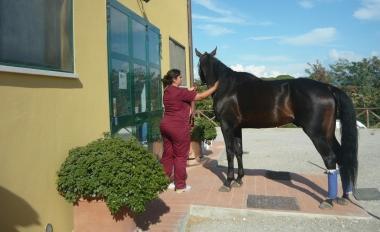 <b>CLINICA VETERINARIA </b>Uno dei medici cerca di entrare con il cavallo allinterno della struttura senza riuscirci    