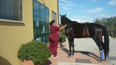 <b>CLINICA VETERINARIA </b>Uno dei medici cerca di entrare con il cavallo all’interno della struttura senza riuscirci