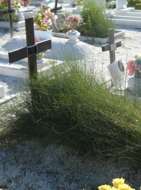 Il cimitero di Mirteto: dopo lo scandalo e linchiesta in 5 hanno perso il lavoro       