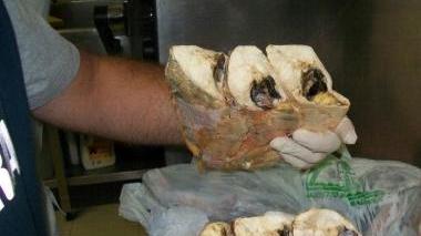 Il pesce mal conservato trovato in un ristorante dell’isola dalla Capitaneria
