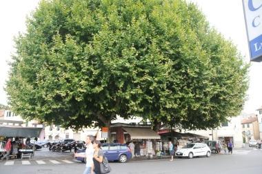 Gli storni insozzano piazza Santa Maria
