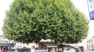 Gli storni insozzano piazza Santa Maria