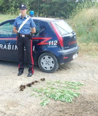 Una carabiniera con le piantine 