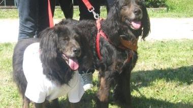 CANI IN ADOZIONE