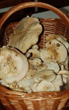 Festa dei funghi  