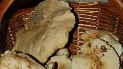 Festa dei funghi