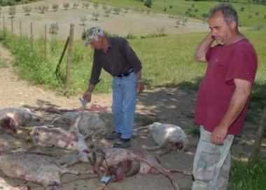 <b>PECORE. </b>Uccise dai lupi sul monte Amiata     