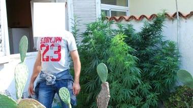 <b>DROGA. </b>Le piante di marijuana sul terrazzo dell’uomo