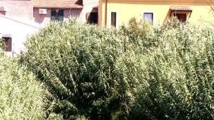 Il torrente sulla 206 dove si è verificato lo sversamento di liquami