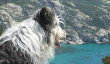 Brina, mascotte di Montecristo, uccisa da una vipera