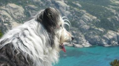 Brina, mascotte di Montecristo, uccisa da una vipera