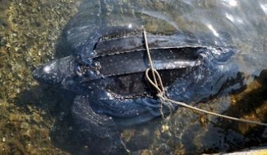 Rara tartaruga marina resta impigliata in una rete e muore