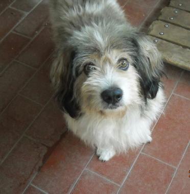 Chicco, nuovo ospite del canile