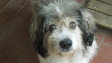 Chicco, nuovo ospite del canile