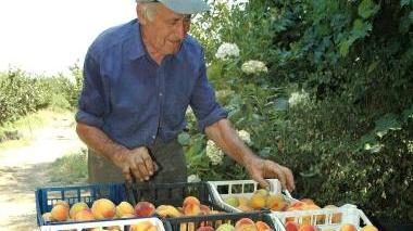 Frutta estiva prezzi a picco Sos tra i produttori