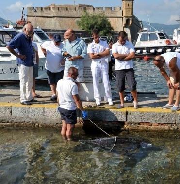 Il grosso animale portato a riva dalla Capitaneria 