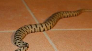 Migliora il giovane morso dalla vipera