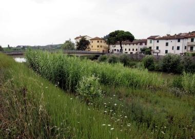 Il fiume Elsa a Ponte a Elsa con gli argini ricoperti di vegetazione 