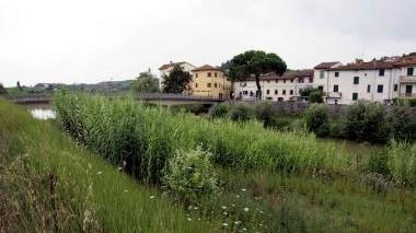 Il fiume Elsa a Ponte a Elsa con gli argini ricoperti di vegetazione