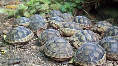 Non c'è pace per le tartarughe Maxi sequestro a Massa