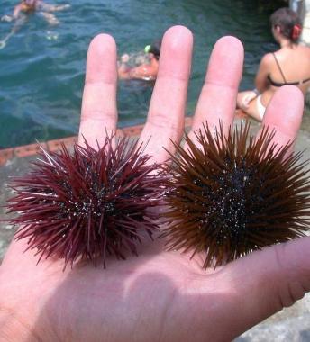 Due ricci di mare 