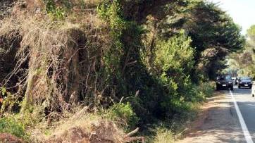 Uno degli alberi caduti lungo la Principessa