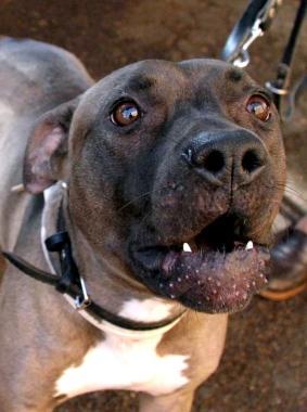 Obbligato ad assicurare il cane che morde