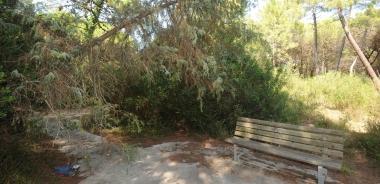 <b>PRINCIPINA A MARE.</b> Uno dei viottoli in pineta avvolti da erbacce e degrado  