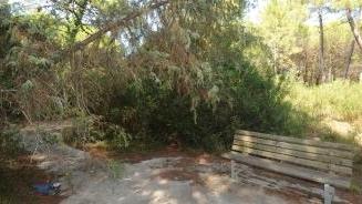 <b>PRINCIPINA A MARE.</b> Uno dei viottoli in pineta avvolti da erbacce e degrado