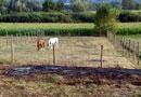 Fiamme a San Ginese, un cavallo muore carbonizzato