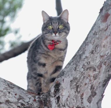 Il gatto sul pino in via Asmara, a Castiglioncello 
