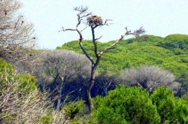 <b>FALCO PESCATORE.</b> Unimmagine del rapace E a sinistra i presidenti dei parchi della Maremma e della Corsica Giampiero Sammuri e Jean Luc Chiappini 